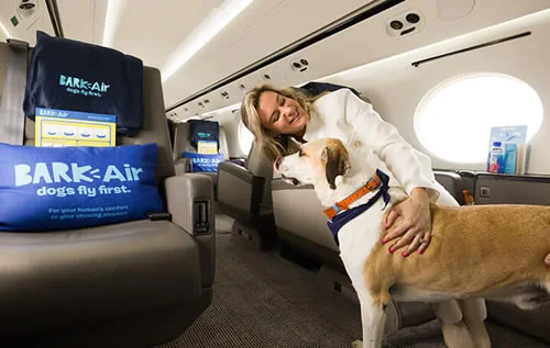 Pet Friendly Fly Bark Air Dogs Attendant Review